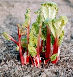 Cum să planteze corect rubarbă (rubarbă) Cum de a planta în mod corect rubarbă