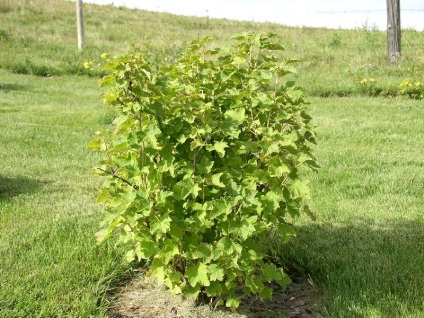Cum de a planta coacaze toamna - ingrijire coacăze negre de toamna (coacaze) Cum de a planta coacaze toamna - toamna ingrijire coacăze negre