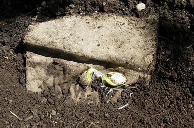 Cum să planteze semințe de dovleac (plantare de dovleac) Cum să planteze semințe de dovleac