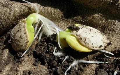 Cum să planteze semințe de dovleac (dovleac) Cum să planteze semințe de dovleac