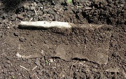 Cum să planteze o sămânță de dovleac (plante) Cum să planteze semințe de dovleac