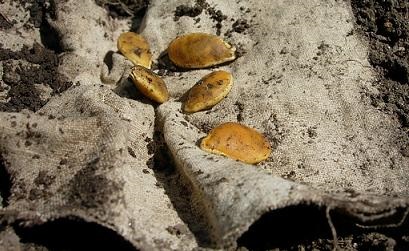 Cum să planteze o sămânță de dovleac (plante) Cum să planteze semințe de dovleac