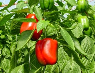 Cum să aibă grijă de iriși (de îngrijire) Cum să aibă grijă de iriși