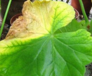 Cum să aibă grijă de recomandări Primrose pentru îngrijirea și reproducerea în (reproducerea care alăptează condiții casnice Primrose în creștere) acasă Cum să aibă grijă de recomandări Primrose pentru îngrijirea și reproducerea în casă