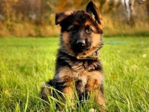 Cum de a alege un sfat german expert Shepherd catelus (Shepherd) Cum de a alege un sfat expert catelus ciobanesc german