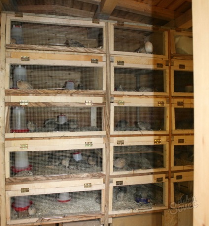 Cum să crească prepelita (prepelita) Cum să crească prepelițe