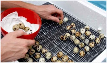 Cum să crească prepelita (prepelita) Cum să crească prepelițe