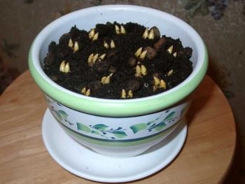 Cum să crească șofran în casă, într-o oală de semințe (sub) Cum să crească șofran în casă, într-o oală de semințe