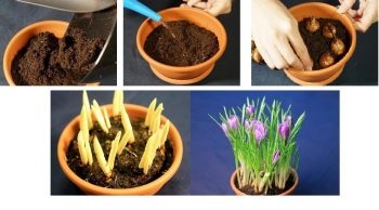 Cum să crească șofran în casă, într-o oală de semințe (sub) Cum să crească șofran în casă, într-o oală de semințe