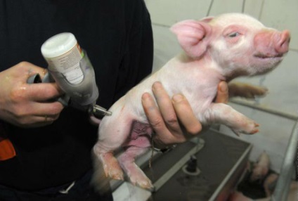 Castrarea purcei și porci Descrierea, vârsta, metodele (metode) Castrarea purceilor și porci descriere, vârstă, metode