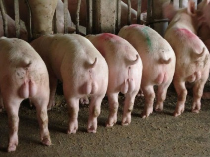 Castrarea purcei și porci Descrierea, vârstă, metode (porc) Castrarea purceilor și porci descriere, vârstă, metode