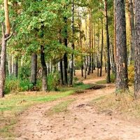 De ce vis de o pădure (o viziune de noapte) De ce vis de o pădure