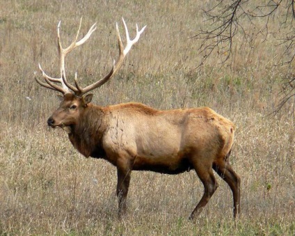 Ce vis interpretare viziune elani (elani) De ce visul de a vedea interpretare Moose