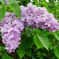 De ce vis de liliac (vis) De ce visul unui liliac