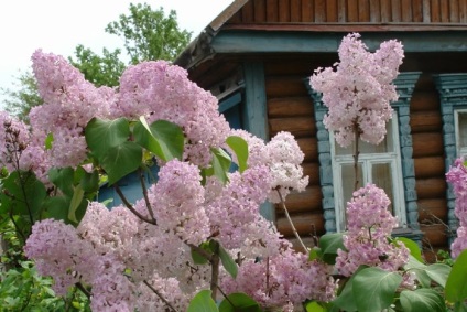De ce visul unui liliac alb sau violet, arbust cu flori sau buchet de flori (alb) De ce visul unui liliac alb sau violet, arbust cu flori sau un buchet