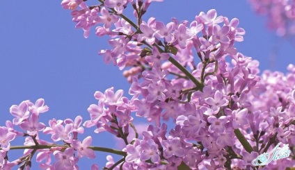 De ce visul unui liliac alb sau violet, arbust cu flori sau buchet de flori (lila) De ce visul unui liliac alb sau violet, arbust cu flori sau un buchet
