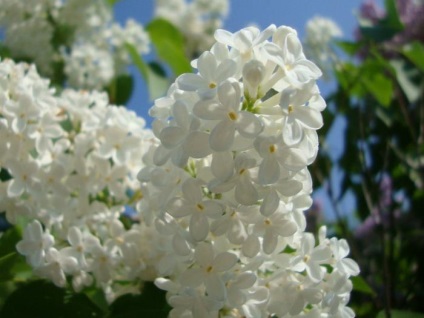 De ce vis de liliac știu! (Lilac) De ce vis de liliac știu!