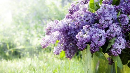 De ce vis de liliac știu! (Ce) De ce vis de liliac știu!