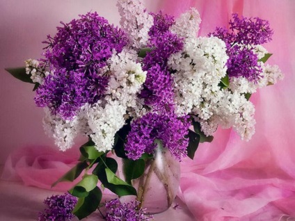De ce vis de liliac știu! (Lilac) De ce vis de liliac știu!