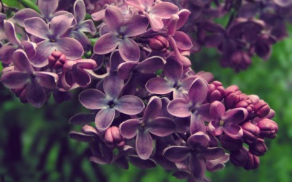 De ce vis de liliac știu! (Vis) De ce vis de liliac știu!