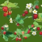 Ce vis victoria boabe (Victoria Berry) Ce vise victoria cu boabe