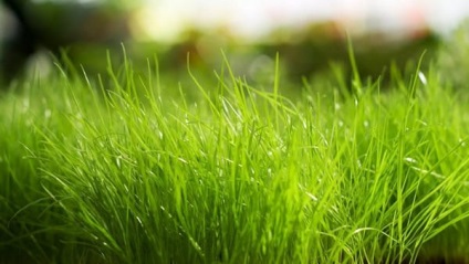Ce un vis pentru a vedea iarba verde de mare, de mers pe jos, în cazul în care cu flori, multe, câmp (ce) Ce un vis pentru a vedea iarba verde de mare, de mers pe jos, în cazul în care cu flori, multe, câmp