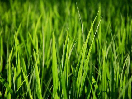 Ce un vis pentru a vedea iarba verde de mare, de mers pe jos, în cazul în care, cu flori multe, teren (iarbă) Ce un vis pentru a vedea iarba verde de mare, de mers pe jos, în cazul în care cu flori, multe, câmp