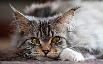 Perie Maine Coon - cum și la ce vârstă acolo (foto, video) (cu perii) Perie Maine Coon - cum și la ce vârstă acolo (foto, video)