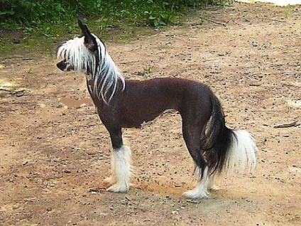 Standardul chinez Crested rasa - portal „în linia de subiect! „(Chinese Crested) Standardul chinez Crested rasa - portal „în linia de subiect!