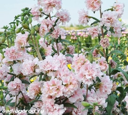 Clark Flowers (Clark foto) flori Clark