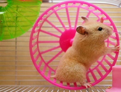 Cage pentru hamster (hamster Roata de rulare) Cage pentru hamster