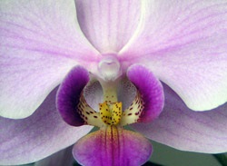 Clubul amatorilor de orhidee teoretice și practice articole, catalog orhidee, fotografii, întrebări și (Cymbidium) Clubul amatorilor de orhidee teoretice și practice articole, catalog orhidee, fotografii, întrebări și