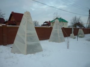 soiuri columnar de măr în Siberia, de plantare și îngrijire (meri columnare din Siberia) soiuri de piloane de măr în Siberia, de plantare și îngrijire