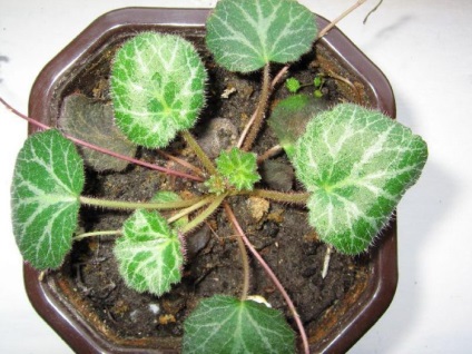 Dormitor de plantare saxifrage și de îngrijire la domiciliu, tipurile (acasă) plantare Dormitor saxifrage și de îngrijire la domiciliu, tipurile de