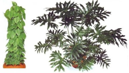 plante sădite și pisici (interior) plante și pisici sădite