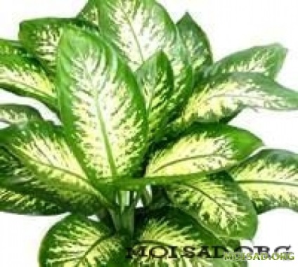 pateu de plante și o pisică (plantă) plante și pisici sădite