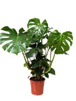 plante și pisici sădite (pisici) plante și pisici sădite