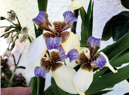 camera Iris - cum de a realiza flori, flori in casa (vila)