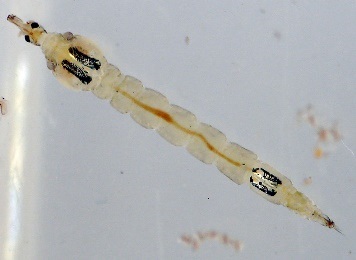 Koretra, țânțari, țânțari în subsol (Mosquito) Koretra, țânțari, țânțari în subsol