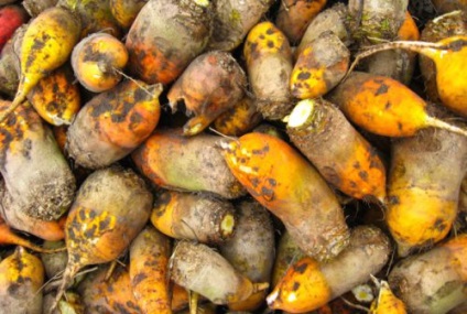plantare sfeclă furajeră, tehnologia de cultivare (pupa) Furajeră plantare sfeclă, tehnologia de cultivare