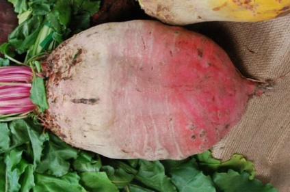 Furajere sfeclă de plantare, tehnologia de cultivare (freturi galben alte soiuri) Furajeră plantare sfeclă, tehnologia de cultivare