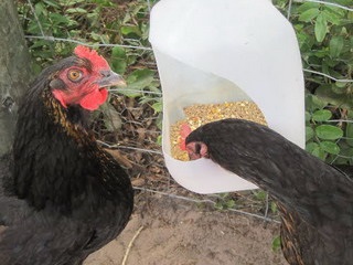 Feeder pentru puii cu propriile lor mâini, cu o fotografie alimentatoare de pui si dispozitive tip de material plastic (alimentatoare) Feeder pentru puii cu propriile lor mâini, cu o fotografie alimentatoare de pui și adapatorilor din plastic