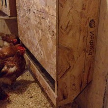 Feeder pentru puii cu propriile lor mâini, cu o fotografie alimentatoare de pui și dispozitive tip de material plastic (foto) Feeder pentru puii cu propriile lor mâini, cu o fotografie alimentatoare de pui și adapatorilor din plastic