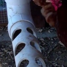 Feeder pentru puii cu propriile lor mâini, cu o fotografie alimentatoare de pui si dispozitive tip de material plastic (alimentatoare) Feeder pentru puii cu propriile lor mâini, cu o fotografie alimentatoare de pui și adapatorilor din plastic