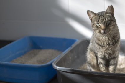 Cat ședinței o lungă perioadă de timp în tava de pe mica (pisica) Cat ședinței o lungă perioadă de timp în tava de pe micul