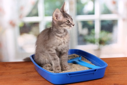 pisică lung stă în tava de pe micul (lung) Cat ședinței o lungă perioadă de timp în tava de pe micul