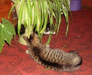 Cat si houseplants (camera) Cat si houseplants