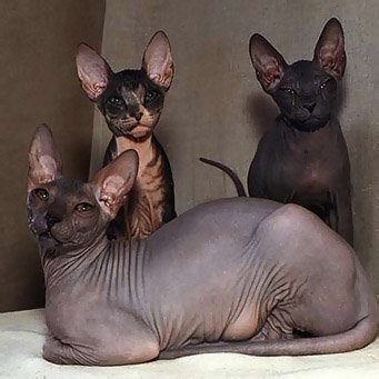 Sphynx pisica cum să aibă grijă