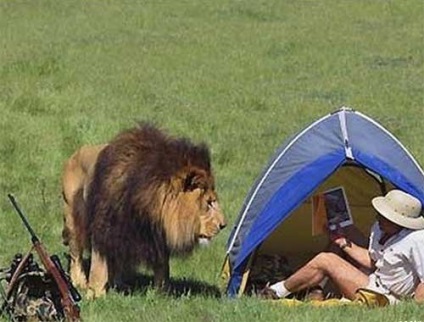 Pisici pe prowl - toate distractiv! (Pisici) Pisici pe prowl - toate distractiv!