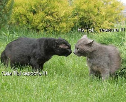 Pisici pe prowl - toate distractiv! (De vanatoare) Pisici pe prowl - toate distractiv!